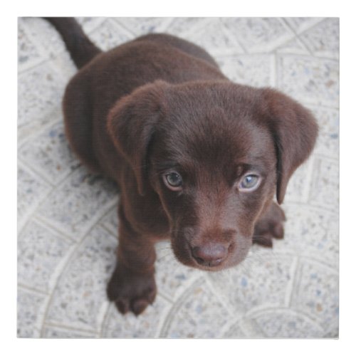 lab chocolate puppy sitting second faux canvas print