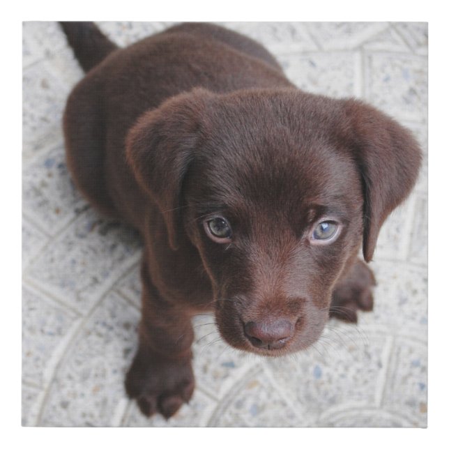 lab chocolate puppy sitting second faux canvas print (Front)