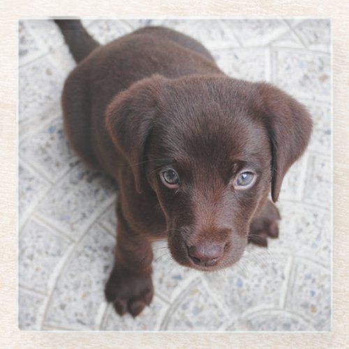 lab chocolate puppy sitting second glass coaster