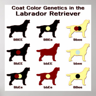 Lab colors poster