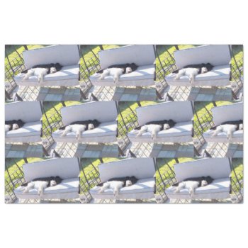Lab Group Sleeping Tissue Paper by BreakoutTees at Zazzle