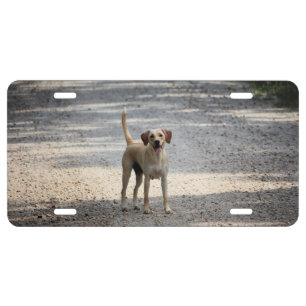Lab License Plate