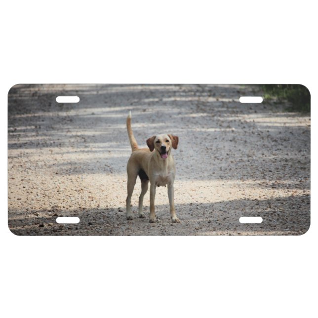 Lab License Plate (Front)