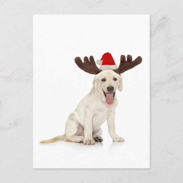 Lab Puppy Wearing Antlers Postcard (Front)