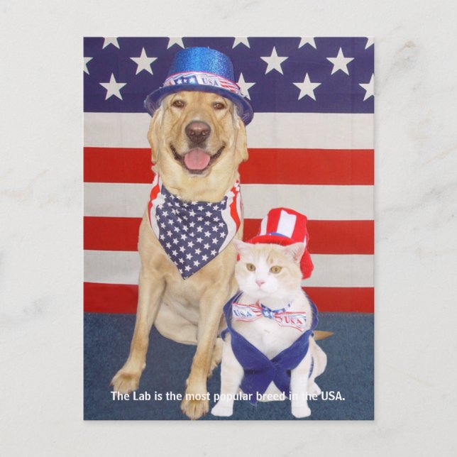 Lab Traits - Popular Postcard (Front)