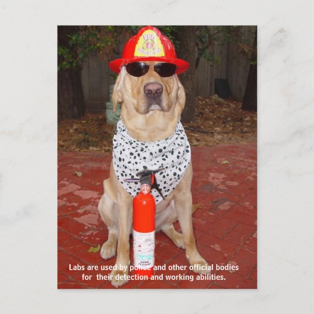 Lab Traits - Use by Police & Firemen Postcard (Front)