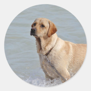 Lab Yellow Dog Water Photo Classic Round Sticker
