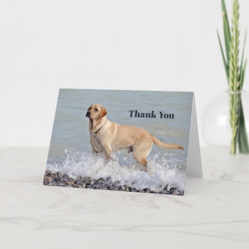 Lab Yellow Dog Water Photo Thank You Card