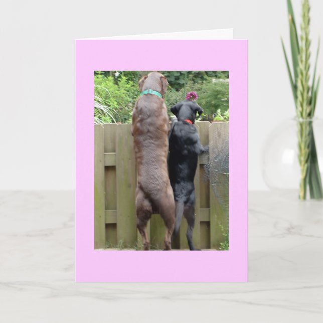 Labarador Dogs card (Front)