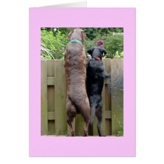 Labarador Dogs card