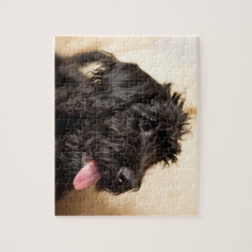 Labradoodle black jigsaw puzzle