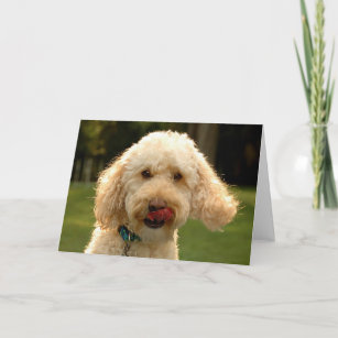 Labradoodle Puppies Invitations Stationery Zazzle