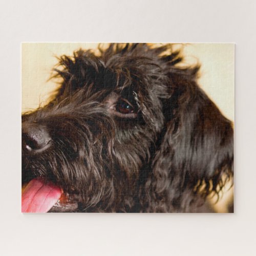 Labradoodle Dog Jigsaw Puzzle