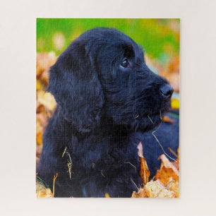 Labradoodle Dog. Jigsaw Puzzle