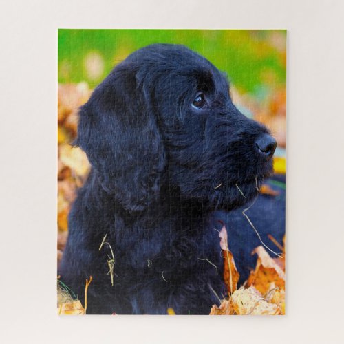 Labradoodle Dog Jigsaw Puzzle