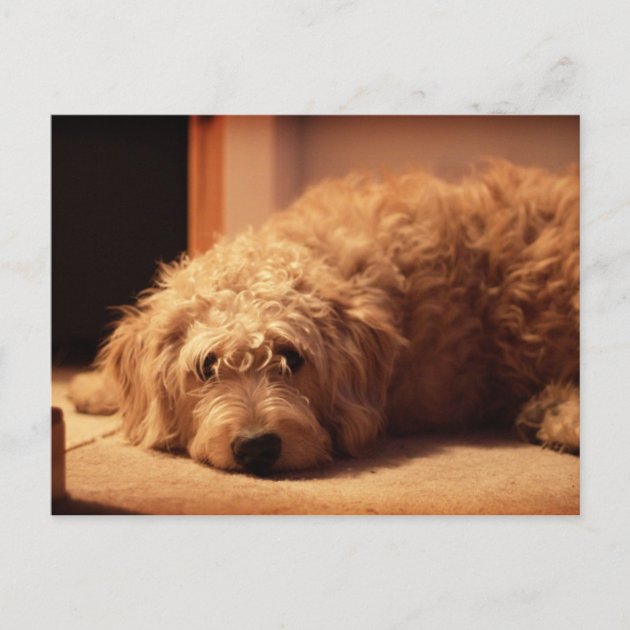 Sad labradoodle hot sale