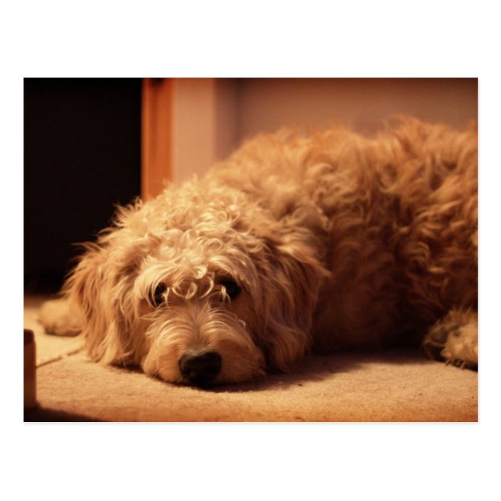 sad labradoodle