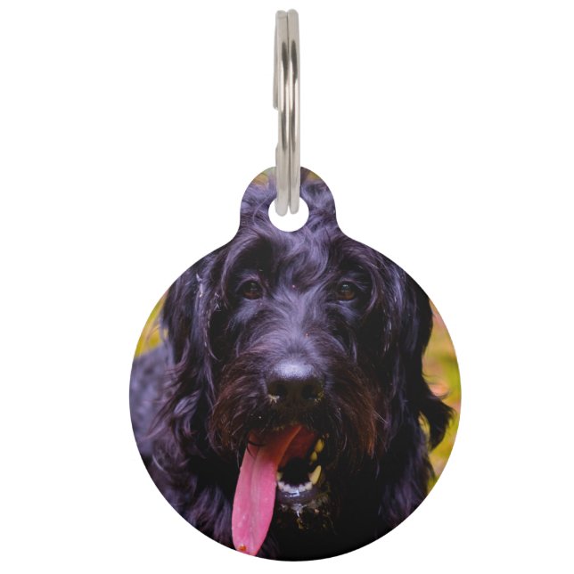 Labradoodle Dog. Pet ID Tag (Front)