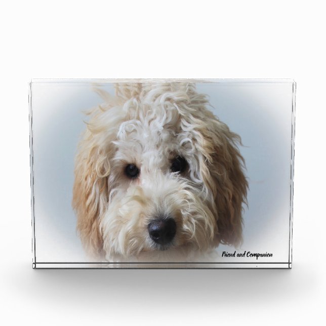 Labradoodle Dog. Photo Block (Front)