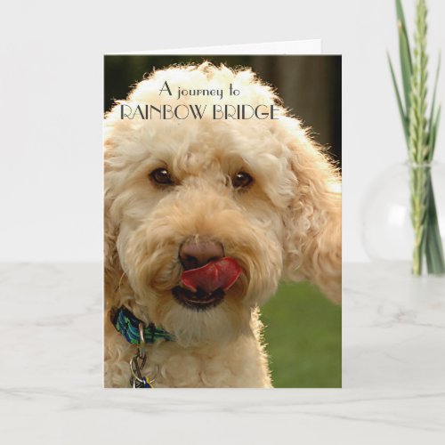 Labradoodle Dog sympathy _ Rainbow Bridge Card