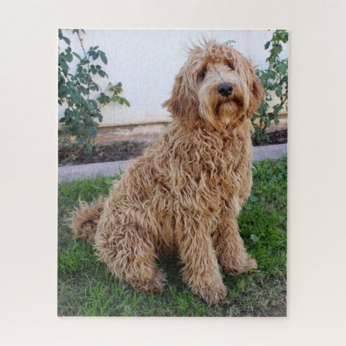 Labradoodle Puppy Dog Jigsaw Puzzle