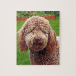 Labradoodle "Stella" Puzzle<br><div class="desc">Beautiful curly and really hard puzzle! All those curls! Original painted photograph.</div>