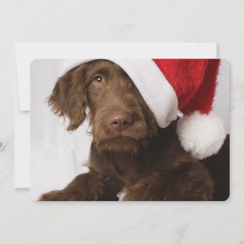 Labradoodle wearing a Santa hat Holiday Card