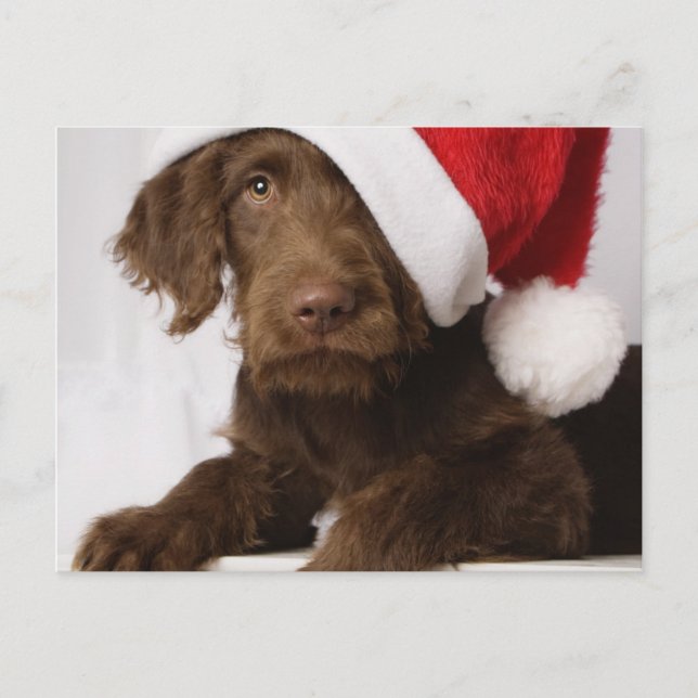 Labradoodle wearing a Santa hat Holiday Postcard (Front)