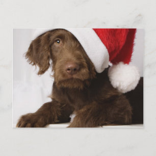 Labradoodle wearing Santa hat Holiday Postcard