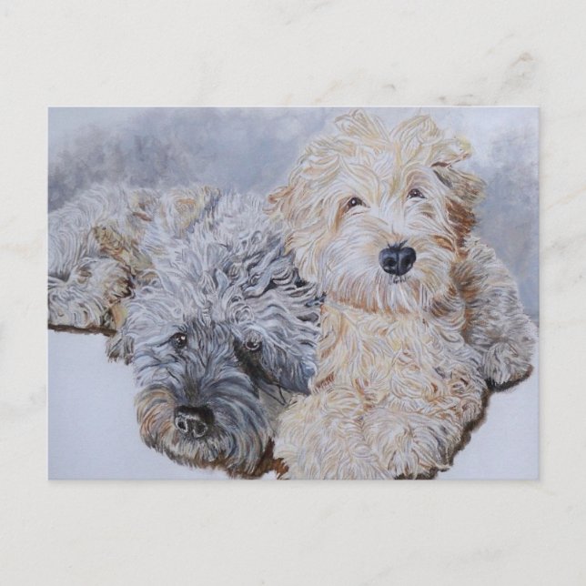 Labradoodles Two Post Cards (Front)