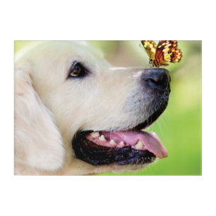 Labrador And Butterfly Throw Pillow Acrylic Print