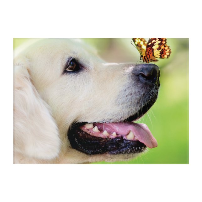 Labrador And Butterfly Throw Pillow Acrylic Print (Front)