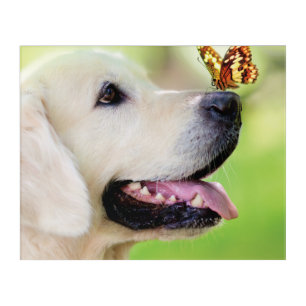 Labrador And Butterfly Throw Pillow Acrylic Print