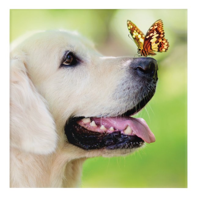 Labrador And Butterfly Throw Pillow Acrylic Print (Front)