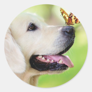 Labrador And Butterfly Throw Pillow Classic Round Sticker
