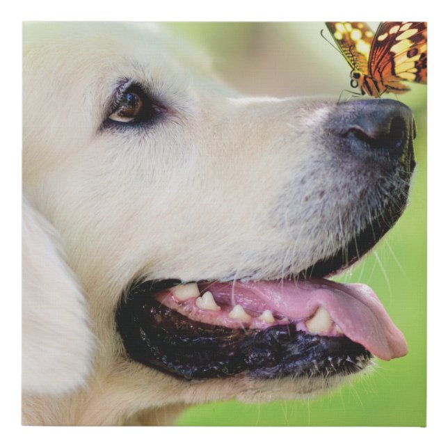 Labrador And Butterfly Throw Pillow Faux Canvas Print (Front)