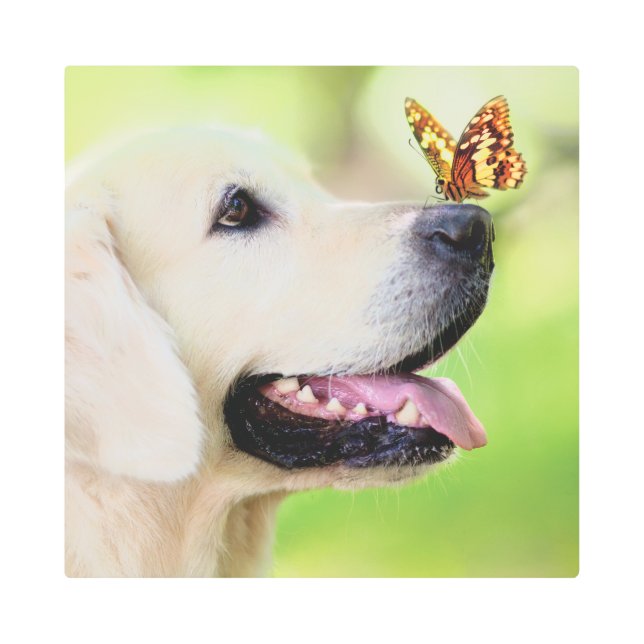 Labrador And Butterfly Throw Pillow Metal Print (Front)
