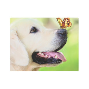 Labrador And Butterfly Throw Pillow Metal Print