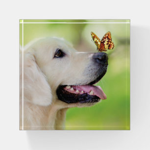 Labrador And Butterfly Throw Pillow Paperweight