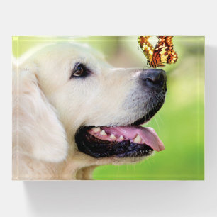 Labrador And Butterfly Throw Pillow Paperweight