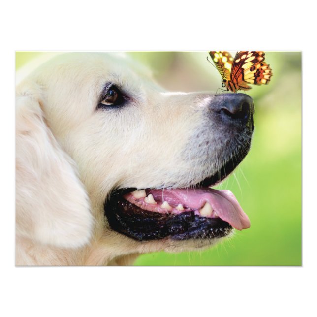 Labrador And Butterfly Throw Pillow Photo Print (Front)