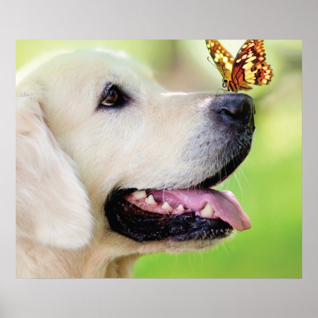 Labrador And Butterfly Throw Pillow Poster (Front)