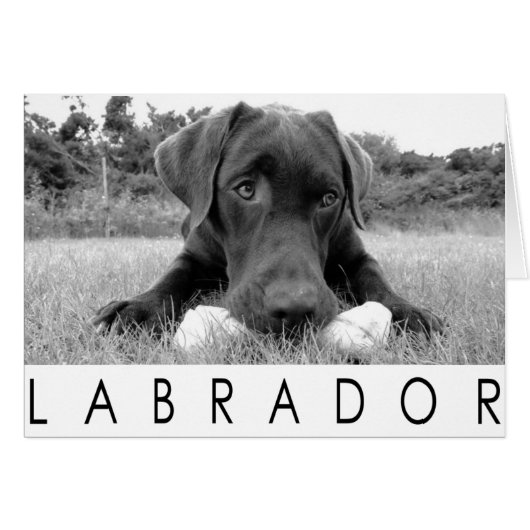 Labrador B&W Cards (Front Horizontal)