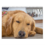 Labrador Calendar 2023 at Zazzle