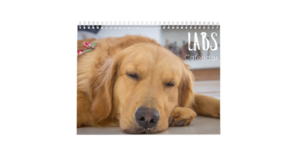 labrador calendar 2023 Zazzle