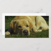 Labrador chilling in the green grass (Front/Back)