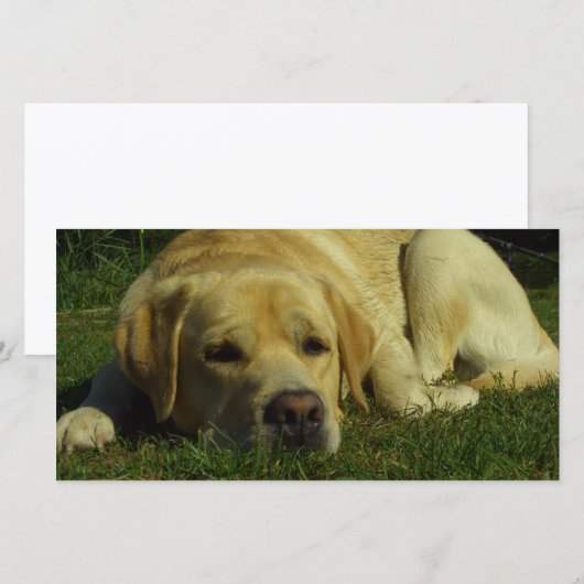 Labrador chilling in the green grass (Front/Back)