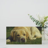 Labrador chilling in the green grass (Standing Front)