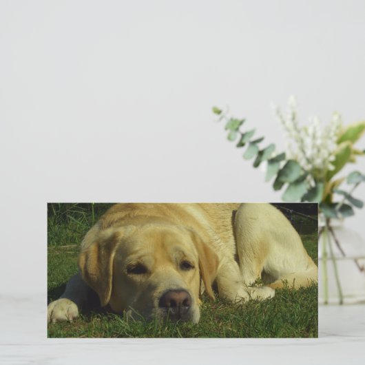 Labrador chilling in the green grass (Standing Front)