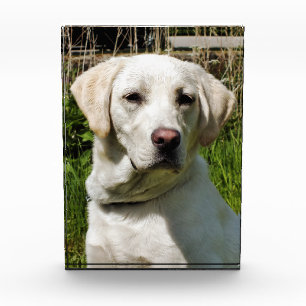 LABRADOR DOG AWARD